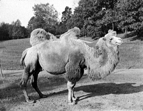  two-humped camel